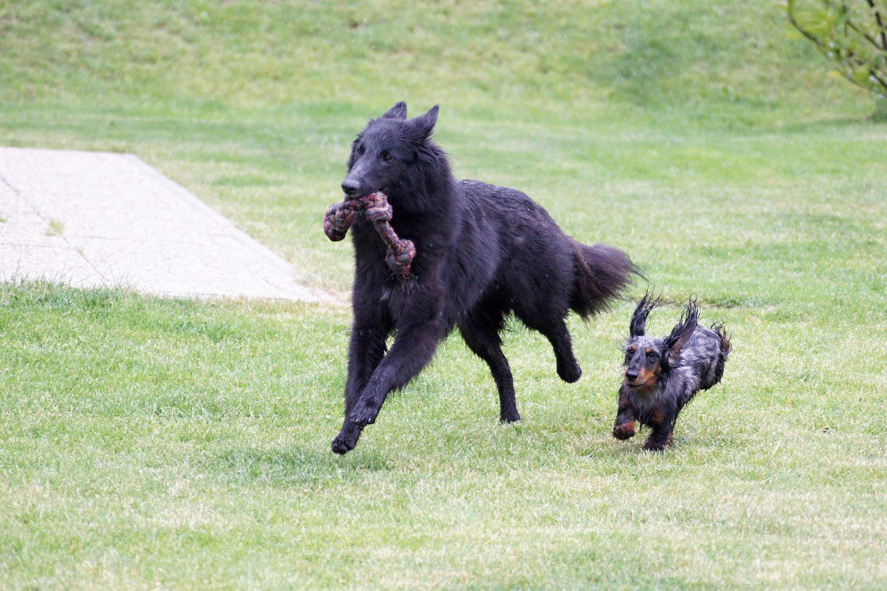 trénujeme coursing 